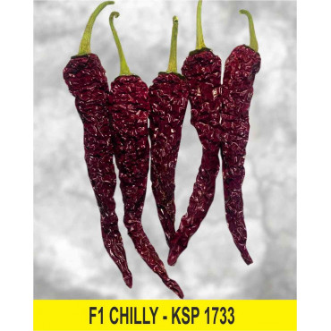 Chilly KSP 1733