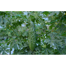 Bitter Gourd KSP 1498 F1