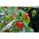 Chilly KSP 1416 Bhut-Jolokia