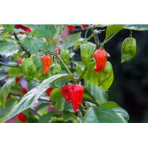Chilly KSP 1416 Bhut-Jolokia