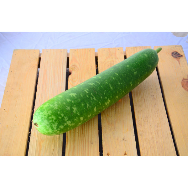 Bottle Gourd KSP 1603 F1
