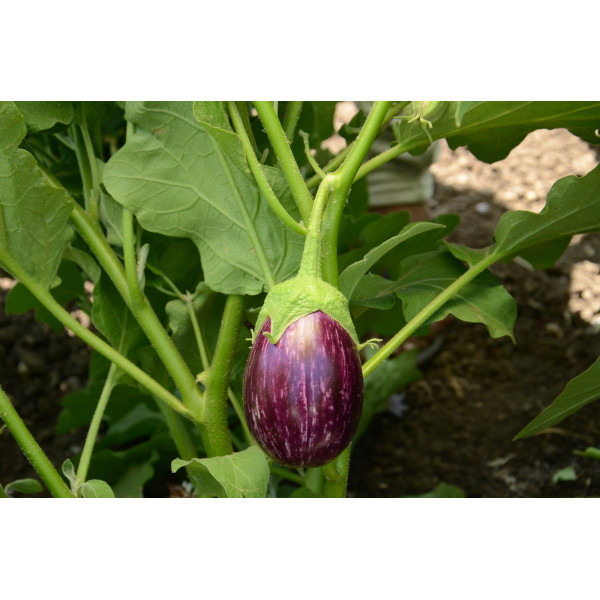 Brinjal KSP – 1585