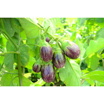 Brinjal KSP – 1610 Trupti