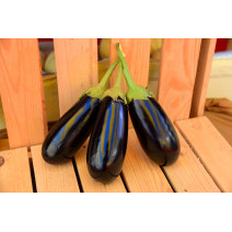 Brinjal KSP – 1669 Black Diamond