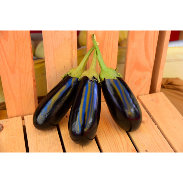 Brinjal KSP – 1669 Black Diamond