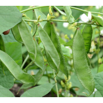 Dolichus Beans KSP 155