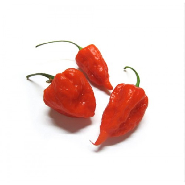 Chilly KSP 1416 Bhut-Jolokia