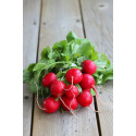 Baby Radish Seeds 