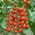 Tomato Cherry - KSP 5257