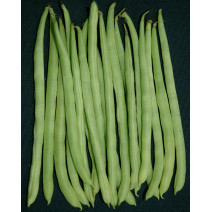 Pole Beans-KSP-168 (Arpita)
