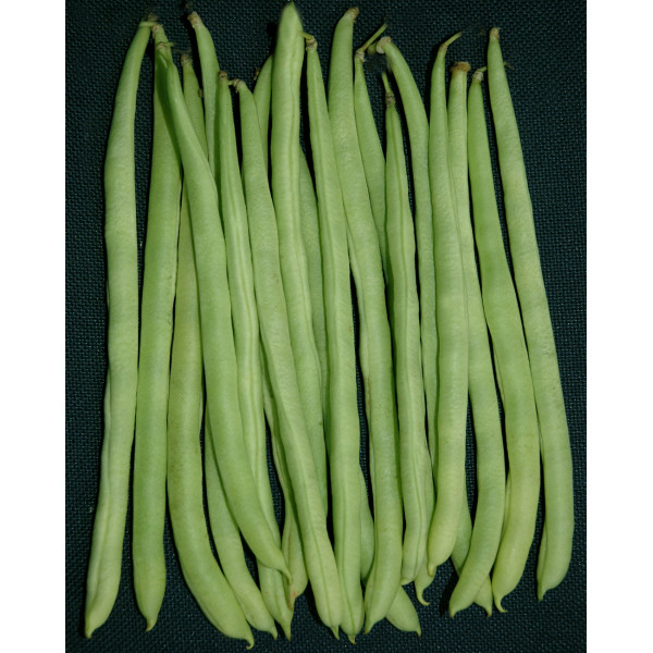 Pole Beans-KSP-168 (Arpita)