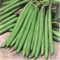 Pole Beans-KSP-5344