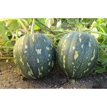 Pumpkin KSP 1662 F1