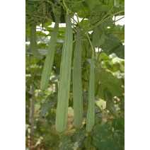 Ridge Gourd BSS 836 (Kanchan) F1