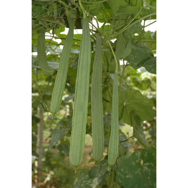 Ridge Gourd BSS 836 (Kanchan) F1