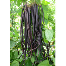 Yard Long Bean-KSP-5318