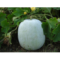 Ash Gourd Seeds