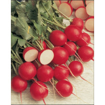 Baby Radish Seeds 