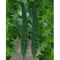 Bitter Gourd Long Dark Green Seeds