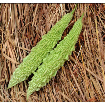 Bitter Gourd Light Green Seeds