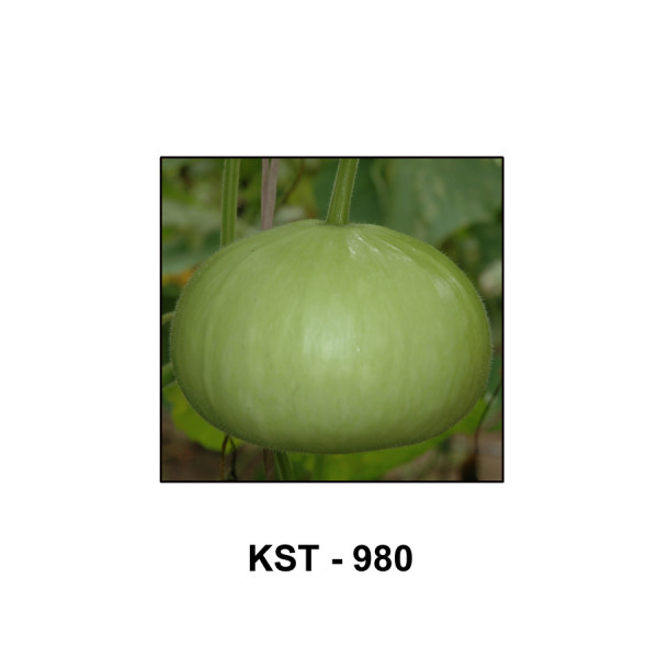 Bottle Gourd Light Green Round Seeds