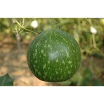 Bottle Gourd Round Dark Green Seeds