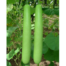 Bottle Gourd Long Seeds