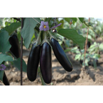 Brinjal Aubergine Dark Seeds