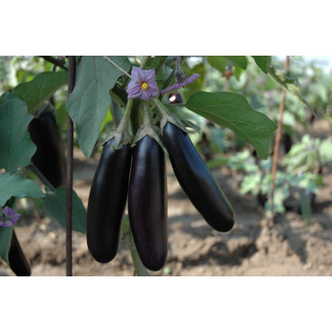 Brinjal Aubergine Dark Seeds