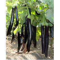Brinjal Aubergine Extra Long Seeds