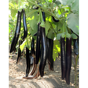 Brinjal Aubergine Extra Long Seeds