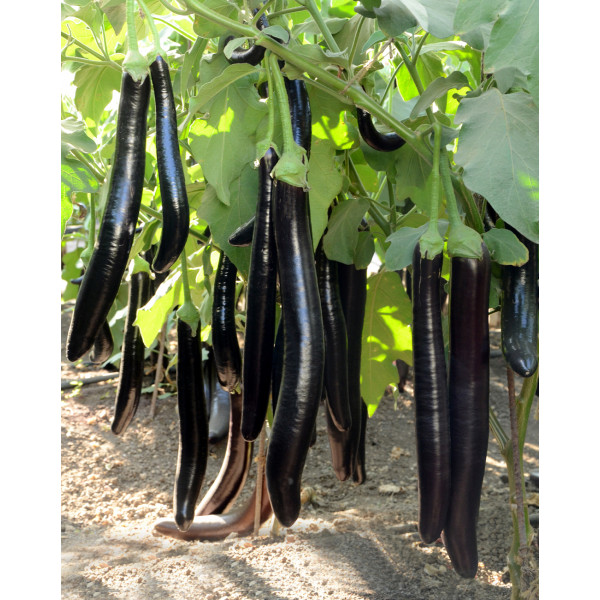 Brinjal Aubergine Extra Long Seeds