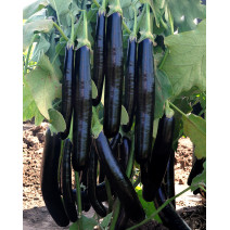 Brinjal Aubergine Long Seeds