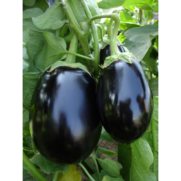 Brinjal Seeds