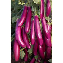 Brinjal Asian Seeds