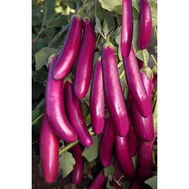 Brinjal Asian Seeds
