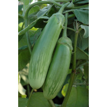 Brinjal Grafitti Seeds