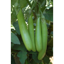 Brinjal Green Long Seeds
