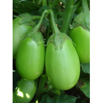 Brinjal Green Seeds