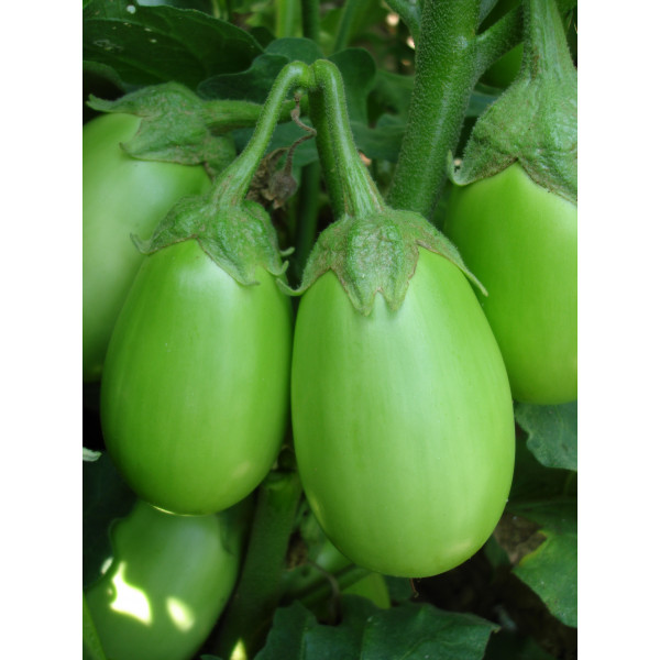 Brinjal Green Seeds