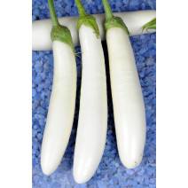 Brinjal Ivory Long Seeds