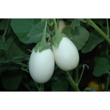 Brinjal Ivory Seeds