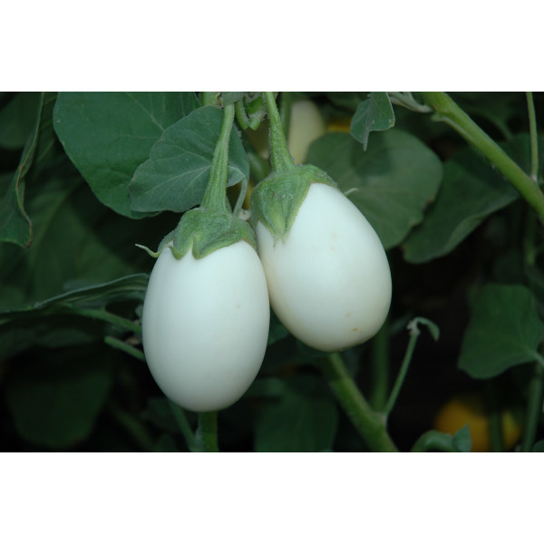 Brinjal Ivory Seeds