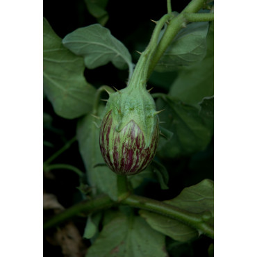 Brinjal Mini Thorny Seeds