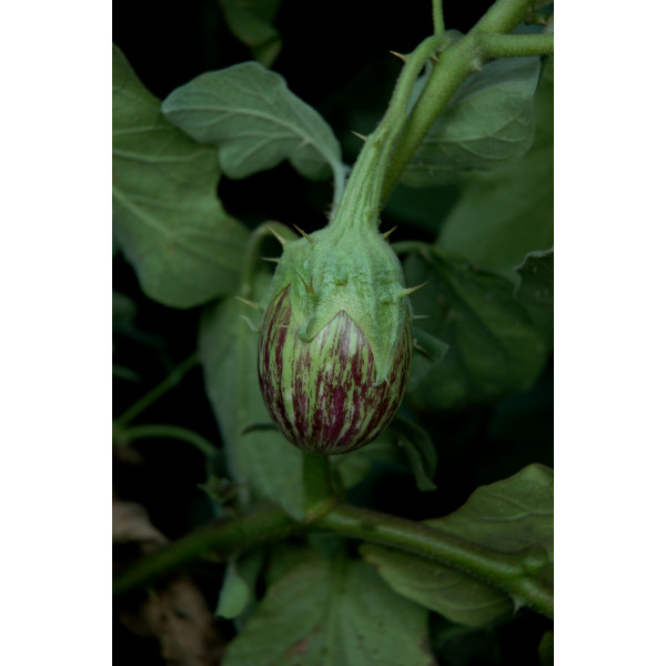 Brinjal Mini Thorny Seeds