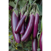 Brinjal Purple Seeds