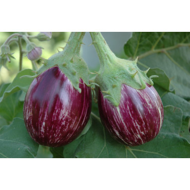 Brinjal Thorny Seeds