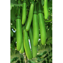 Brinjal Green Narrow Seeds