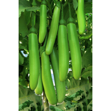 Brinjal Green Narrow Seeds