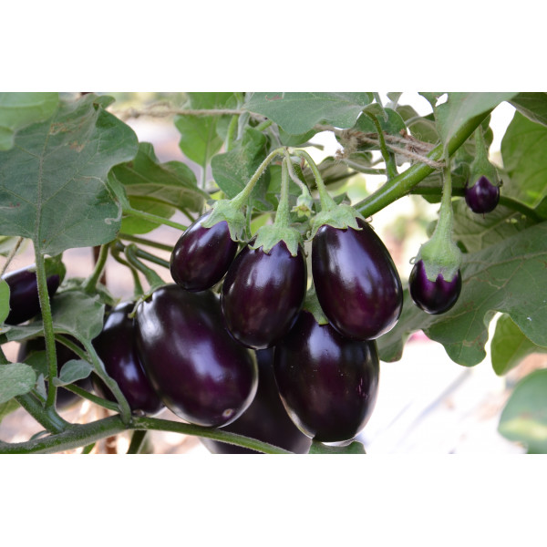 Brinjal Indian Seeds